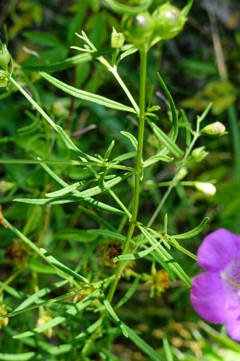 Agalinis purpurea - stem