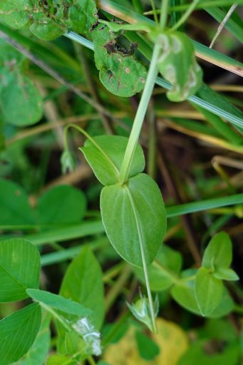 Anagallis arvensis - leaves