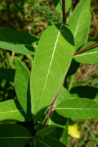 Apocynum cannabinum - leaves