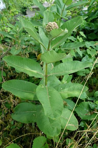 Asclepias syriaca - plant