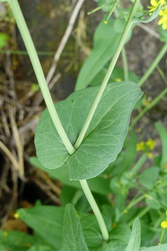Brassica rapa - leaves