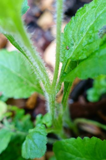 Chrysogonum virginianum - stem