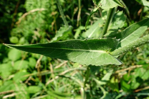 Cichorium intybus - leaves