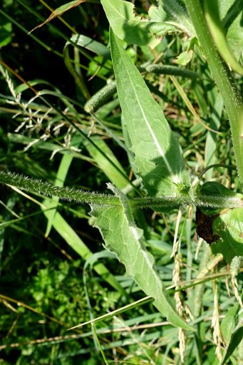 Cichorium intybus - leaves