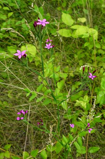 Dianthus armeria - plant