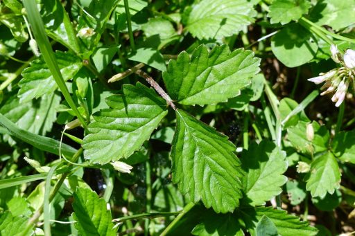 Duchesnea indica - leaves