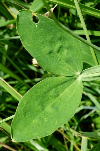 Lathyrus latifolius - leaves