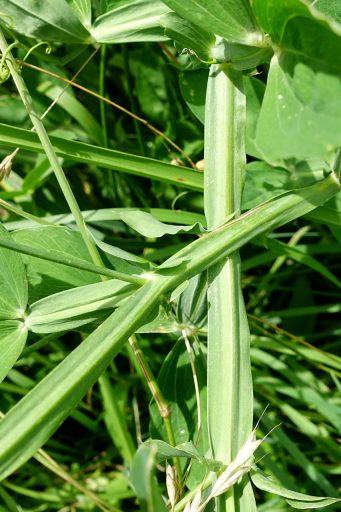 Lathyrus latifolius - stem