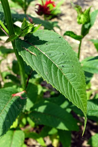 Monarda didyma - leaves