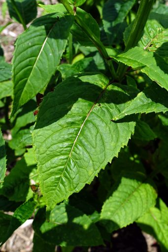 Monarda didyma - leaves