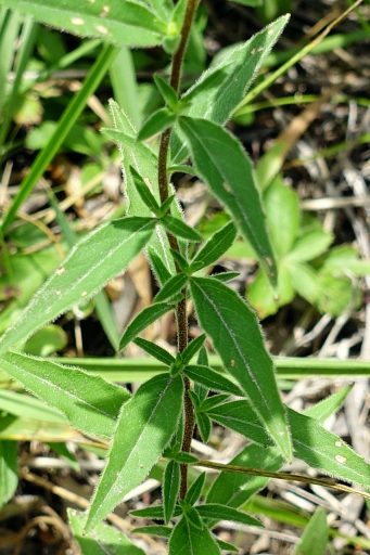 Oenothera pilosella - stem