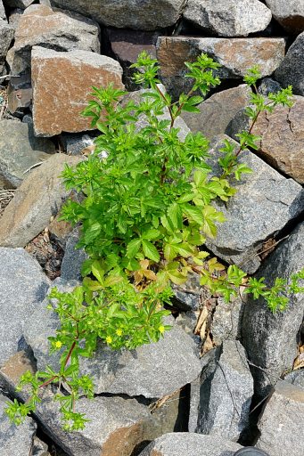 Potentilla norvegica - plant