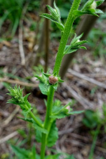 Verbascum blattaria - stem with unopened flower