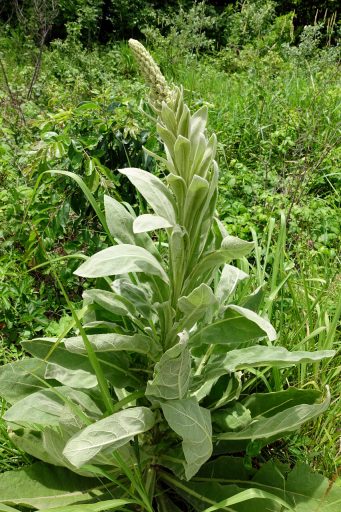 Verbascum thapsus - plant