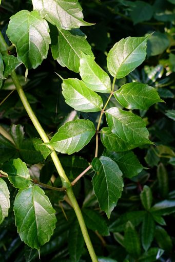 Campsis radicans - leaves