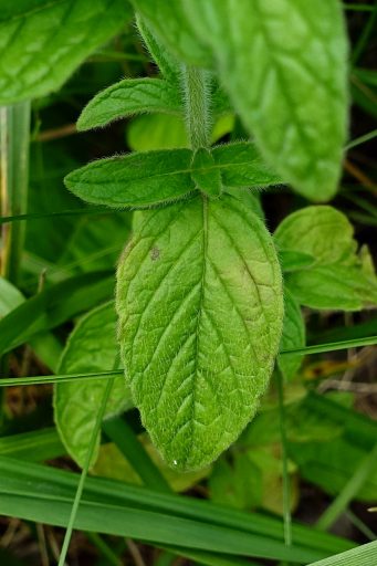 Clinopodium vulgare - leaves
