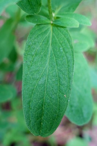 Hypericum punctatum - leaves