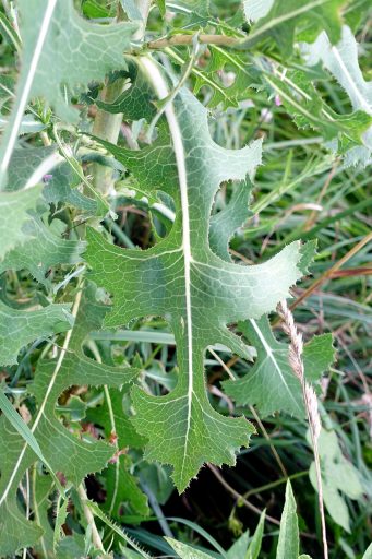 Lactuca serriola - leaves