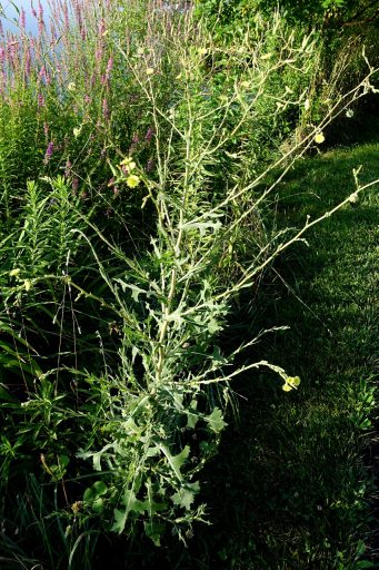 Lactuca serriola - plant
