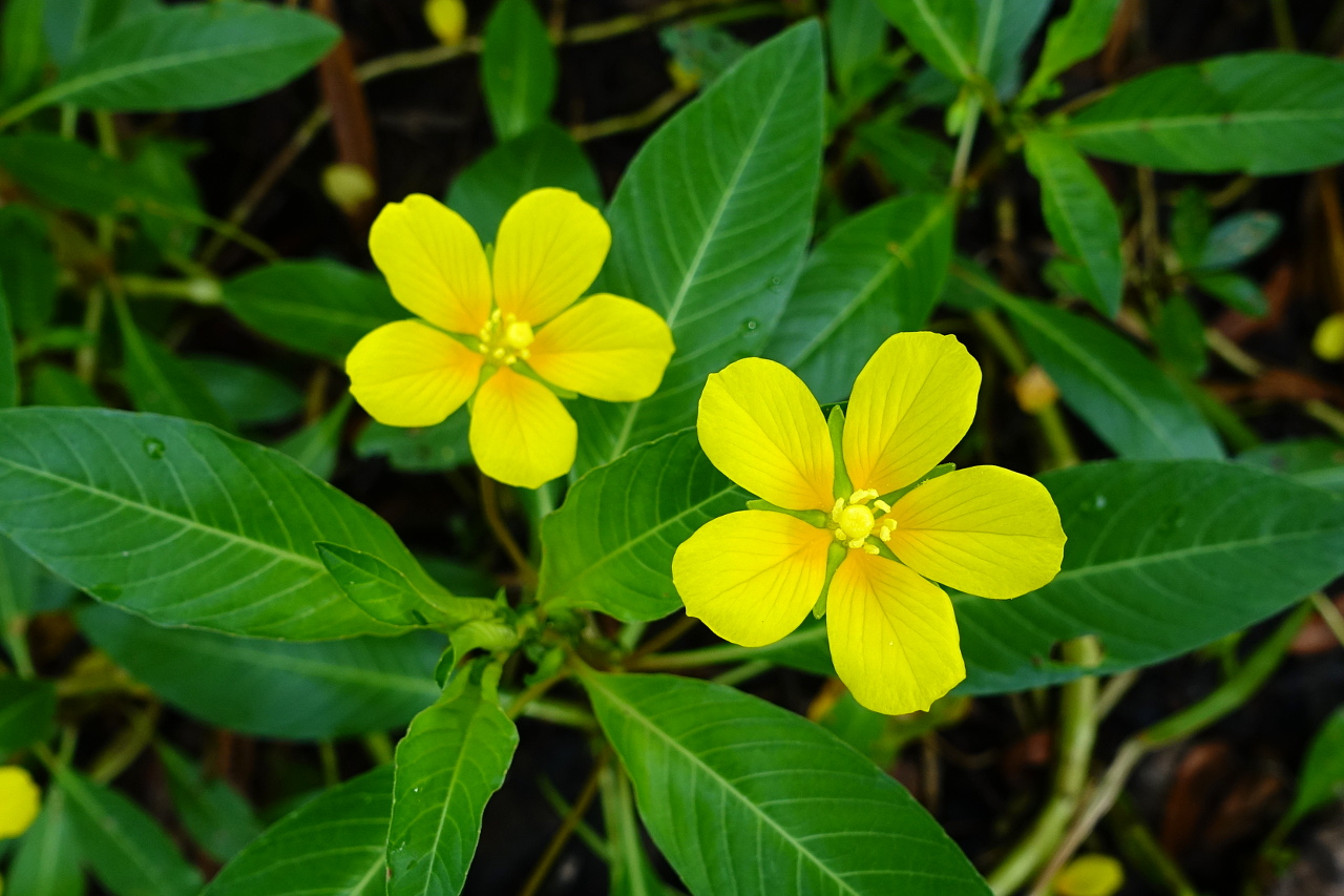Ludwigia peploides Wildflowers of the National Capital