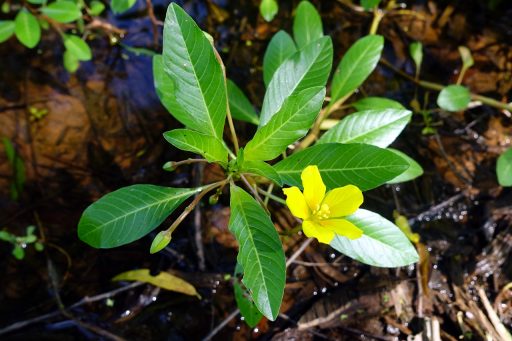 Ludwigia peploides - plant