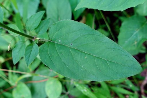 Lysimachia ciliata - leaves