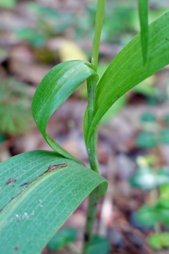 Platanthera lacera - stem
