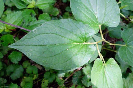 Saururus cernuus - leaves