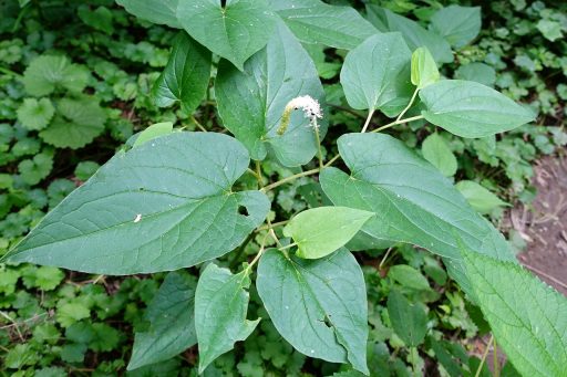 Saururus cernuus - plant