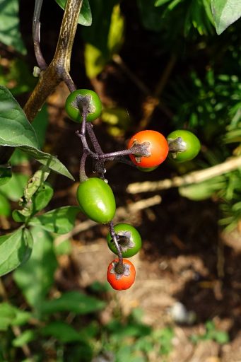 Solanum dulcamara - fruit