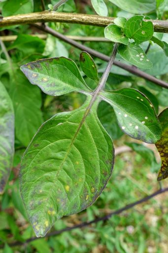 Solanum dulcamara - leaves