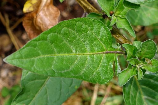 Solanum dulcamara - leaves
