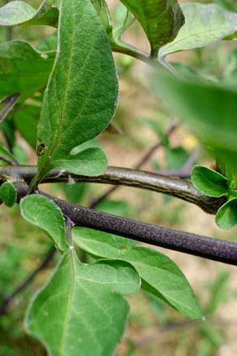 Solanum dulcamara - stem