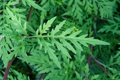 Ambrosia artemisiifolia - leaves