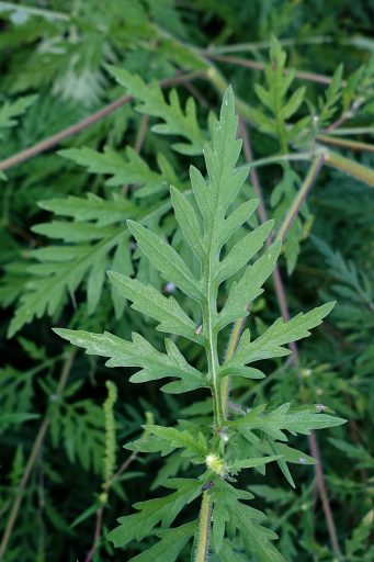 Ambrosia artemisiifolia - leaves