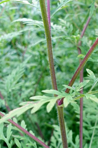 Ambrosia artemisiifolia - stem