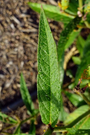 Asclepias incarnata - leaves
