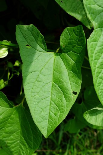 Calystegia sepium - leaves