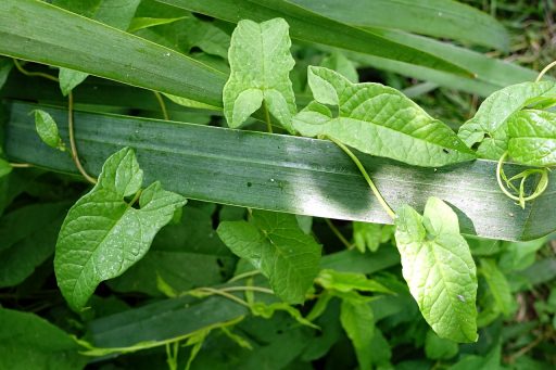 Calystegia sepium - leaves
