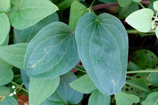 Clematis terniflora - leaves