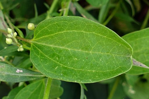 Clematis terniflora - leaves