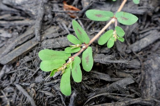 Euphorbia maculata - leaves