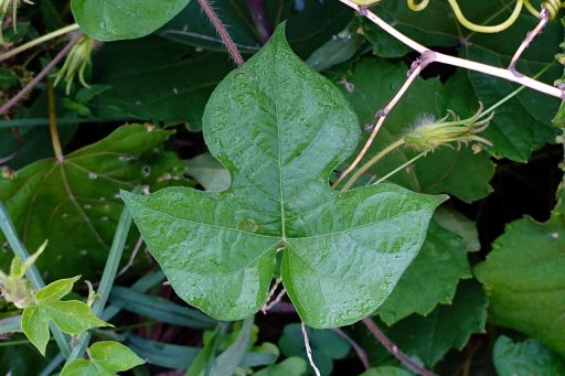 Ipomoea hederacea - leaves