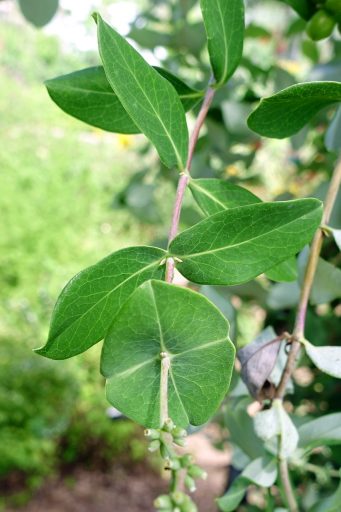 Lonicera sempervirens - leaves