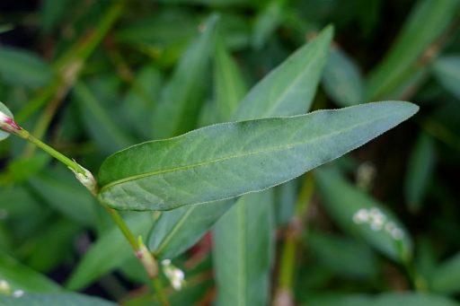 Persicaria punctata - leaves