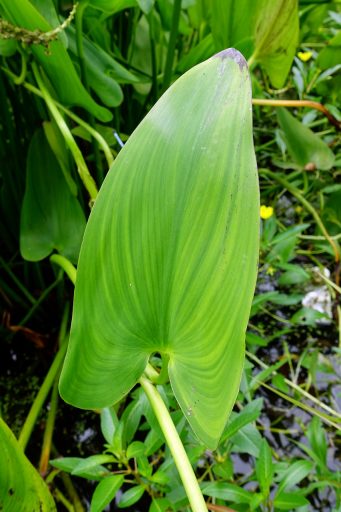 Pontederia cordata - leaves
