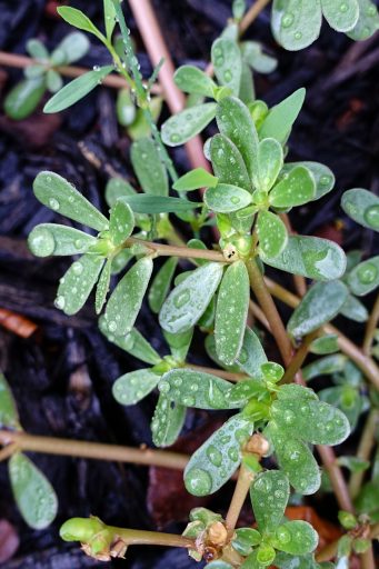 Portulaca oleracea - leaves