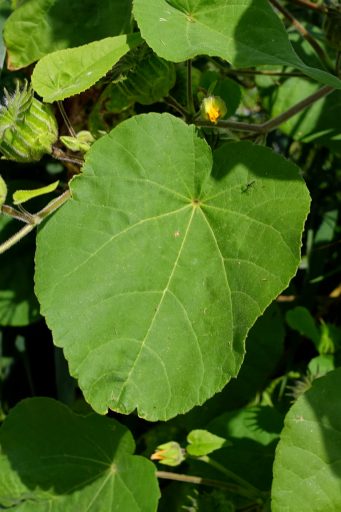Abutilon theophrasti - leaves