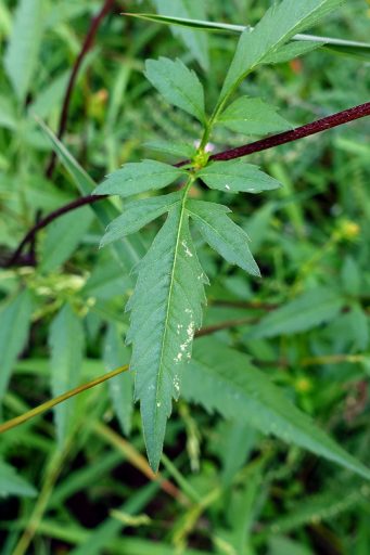 Bidens aristosa - leaves