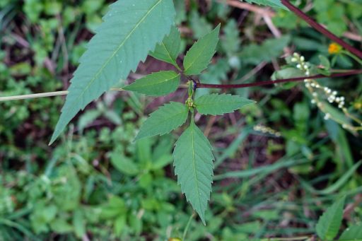 Bidens frondosa - leaves